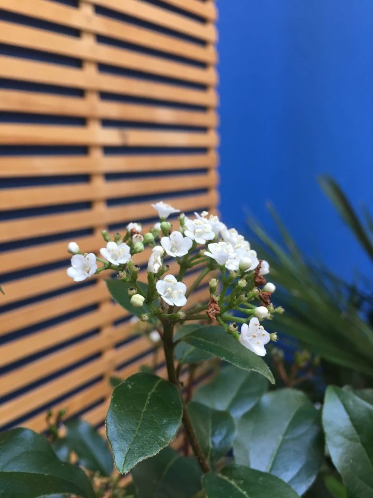 La Viorne est une fleur blanche utilisée dans le Patio Majorelle.